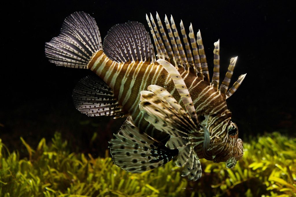 Play 2025 Fish Hunter Malaysia: 2026 Guide